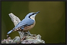 Boomklever, Eurasian Nuthatch, Sitta europea Location: Hof van Twente, the Netherlands boomklever MG 3785 kopie